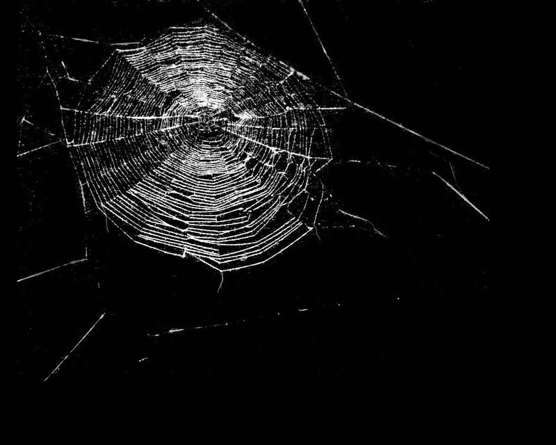 spider web at night