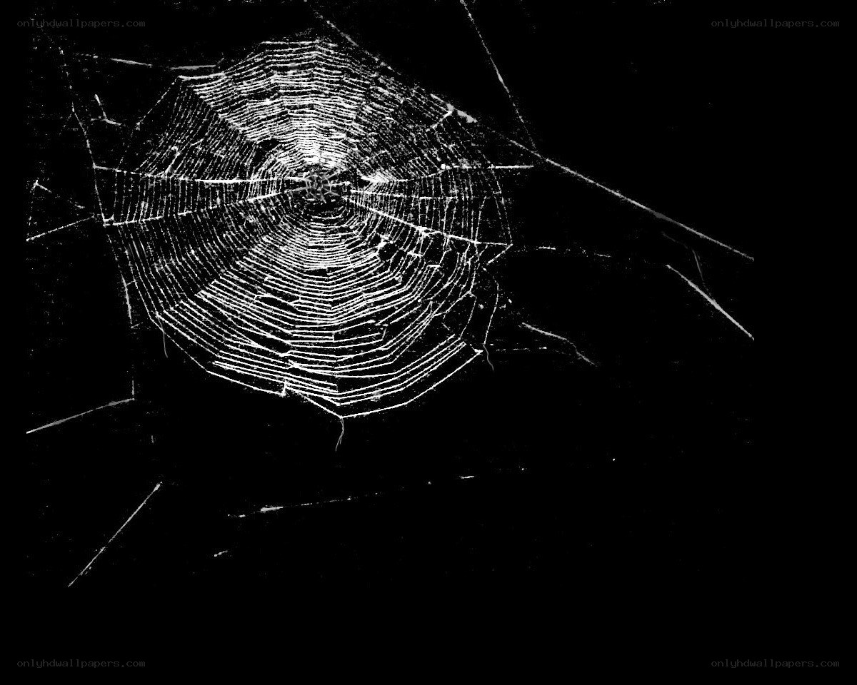 spider web at night