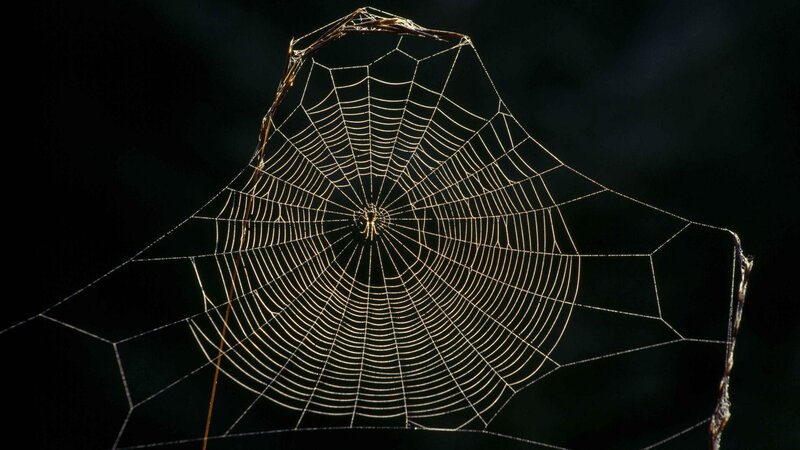 Spider Web at Night — Black, Dramatic, Photograph