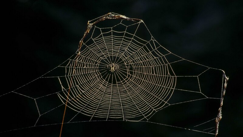 Spider Web at Night — Black, Dramatic