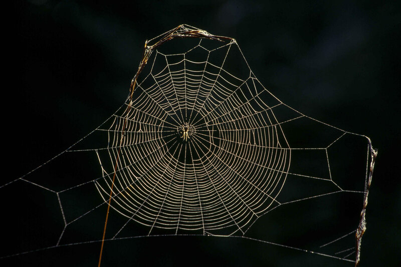 Spider Web at Night — Black