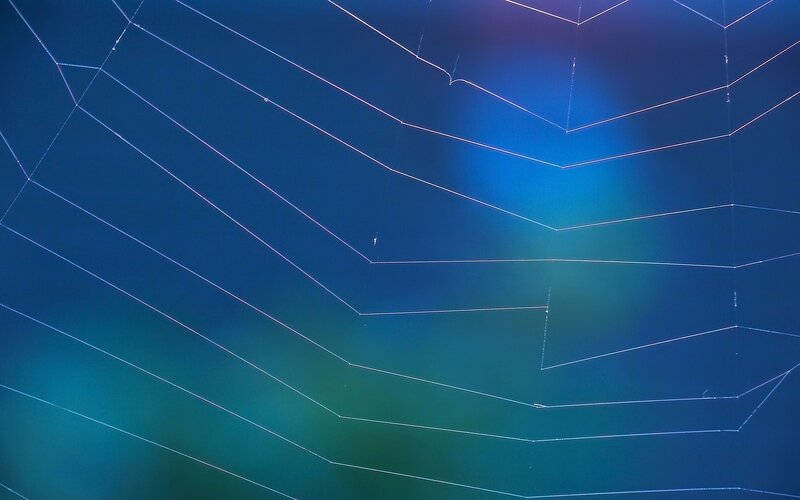 Spider web at night