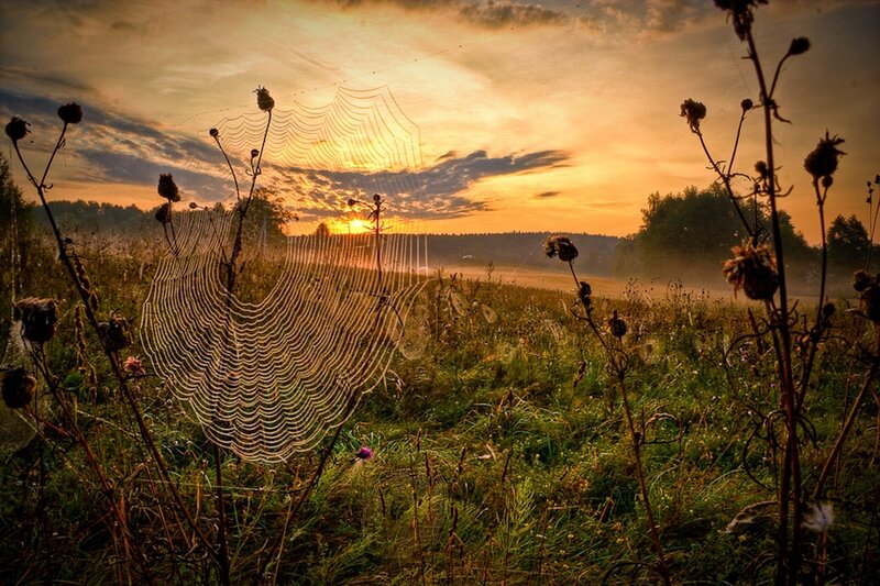 Spider web at sunrise