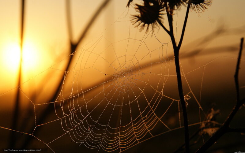Spider web at sunrise