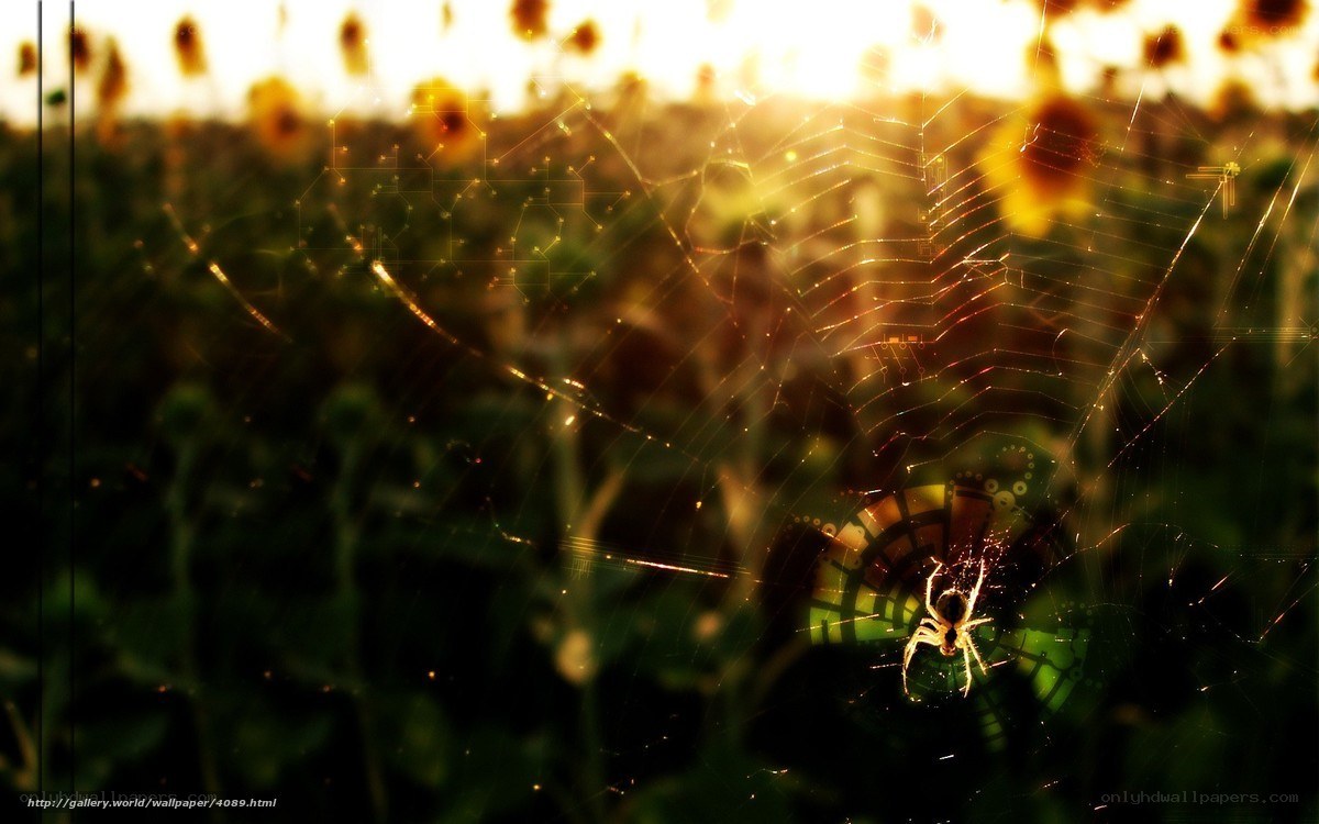 Spider Web at Sunset