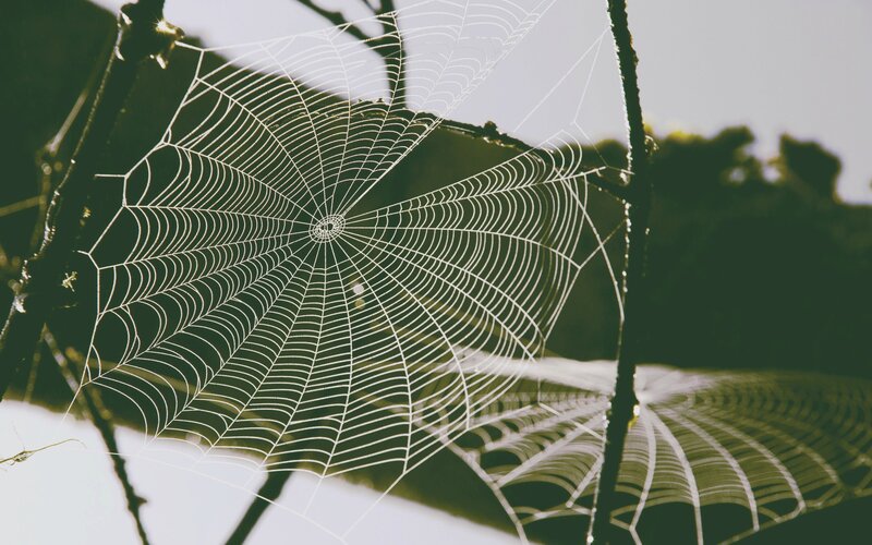 Spider Web Between Branches