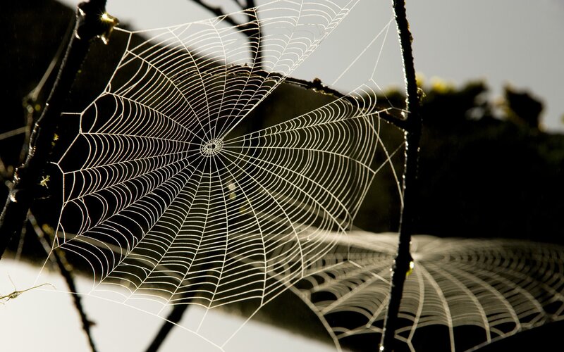 Spider Web Between Branches — White