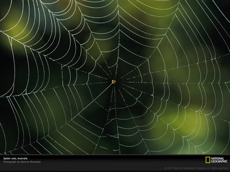 Spider web in Australia