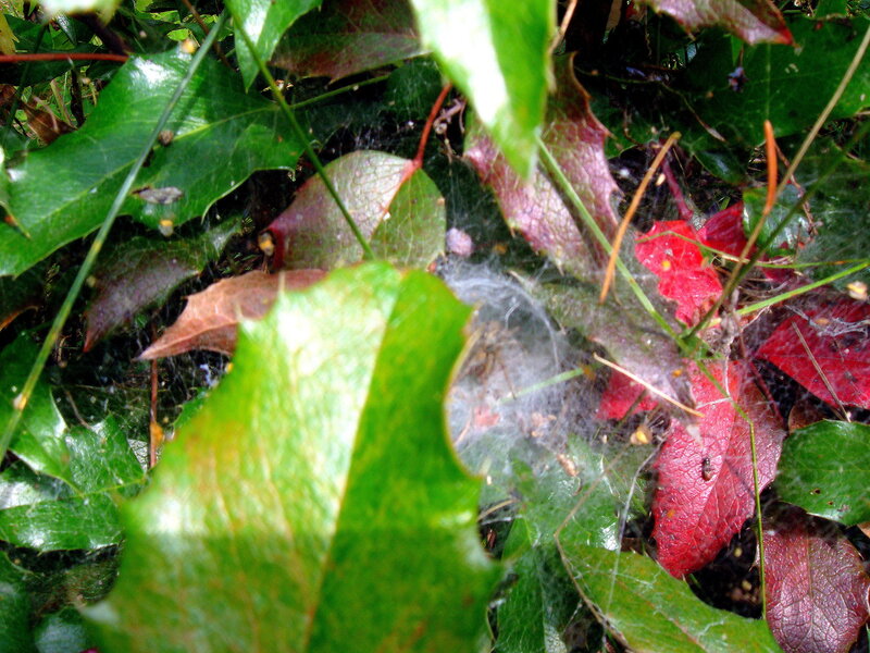 Spider Web in Foliage