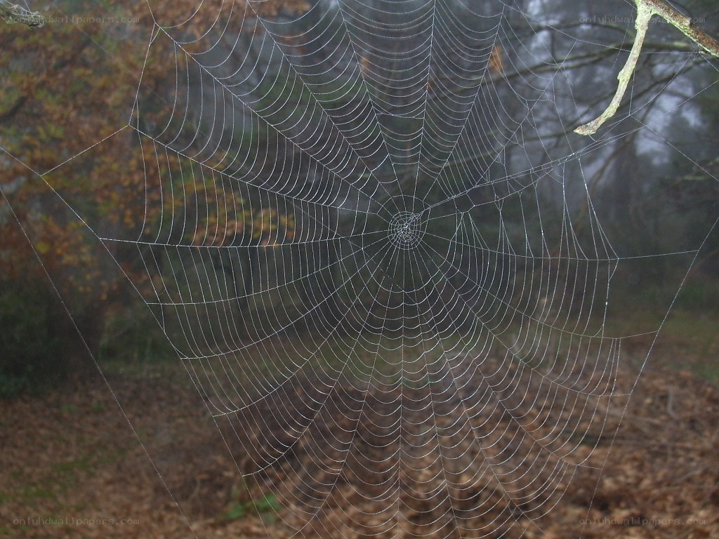 Spider web in forest
