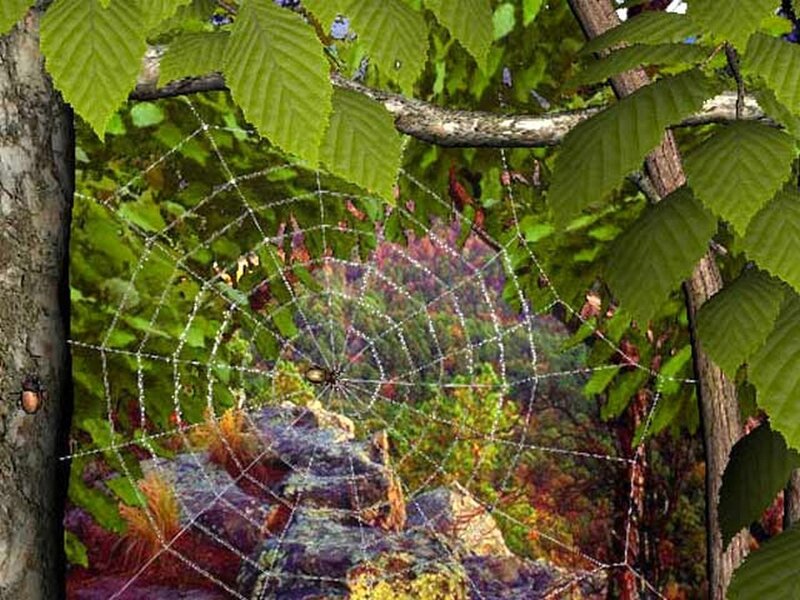 spider web in forest