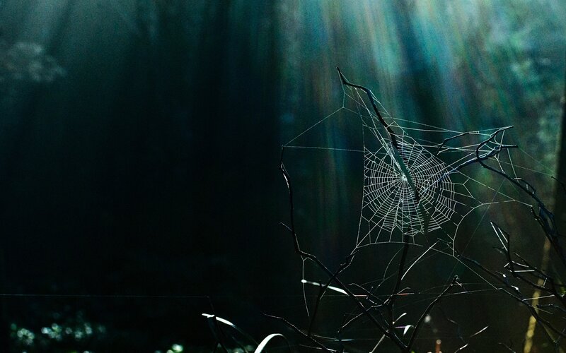 Spider web in forest light