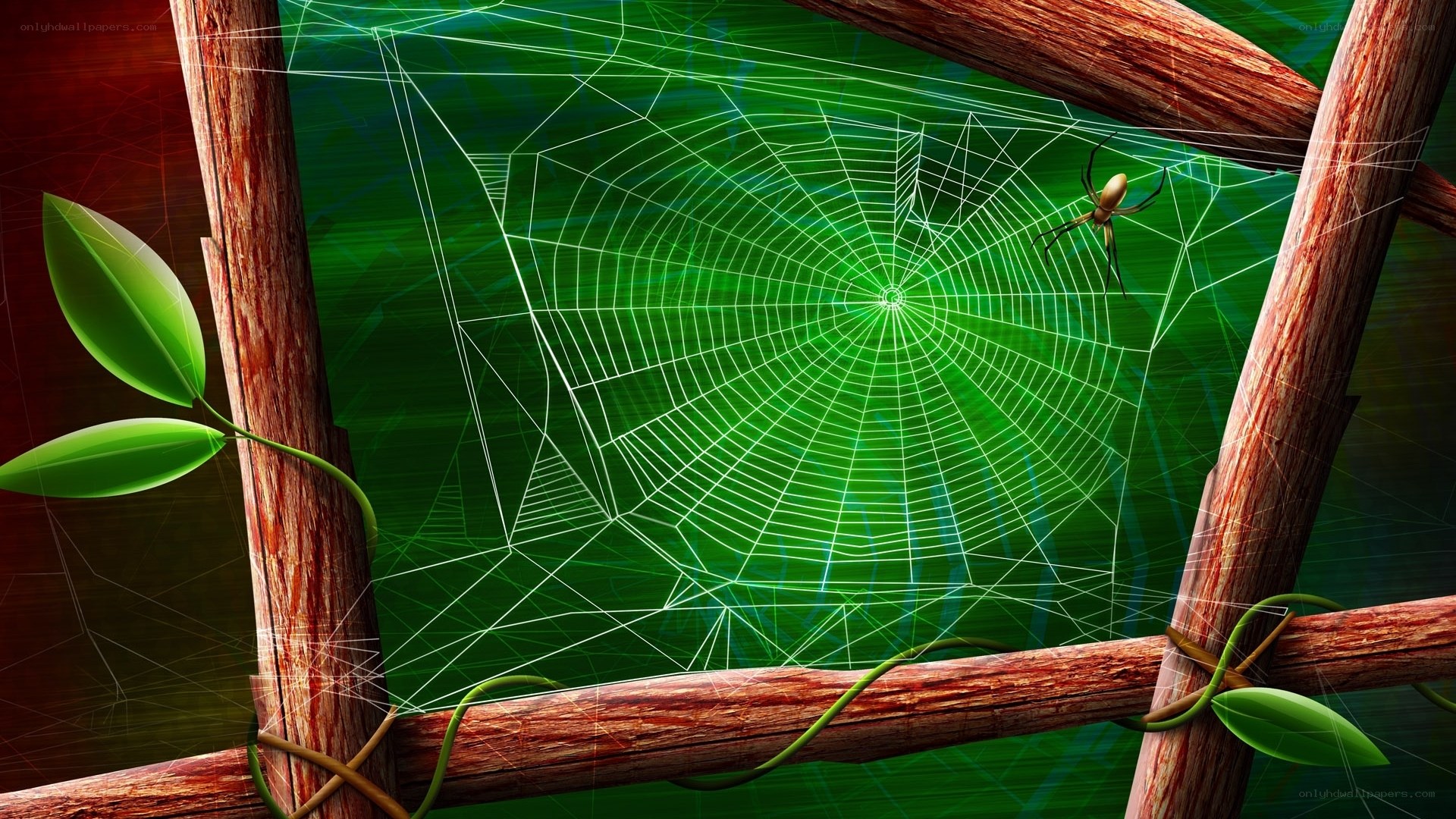 Spider web in forest