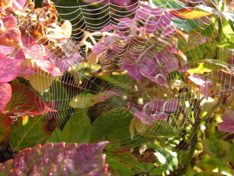 Spider web in garden foliage