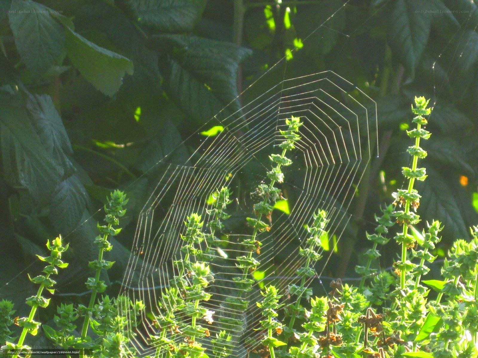 Spider web in garden sunlight