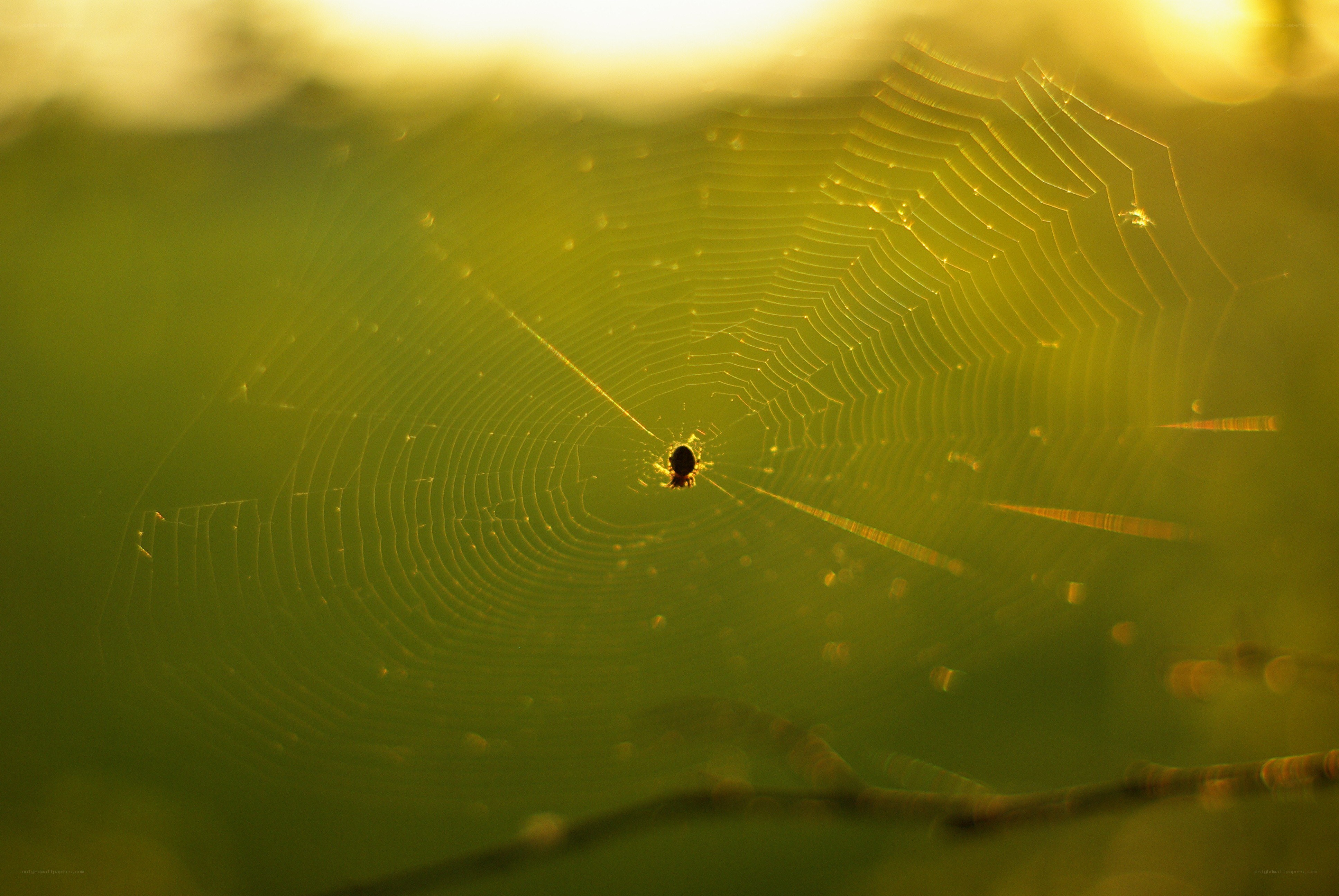 spider web in golden light