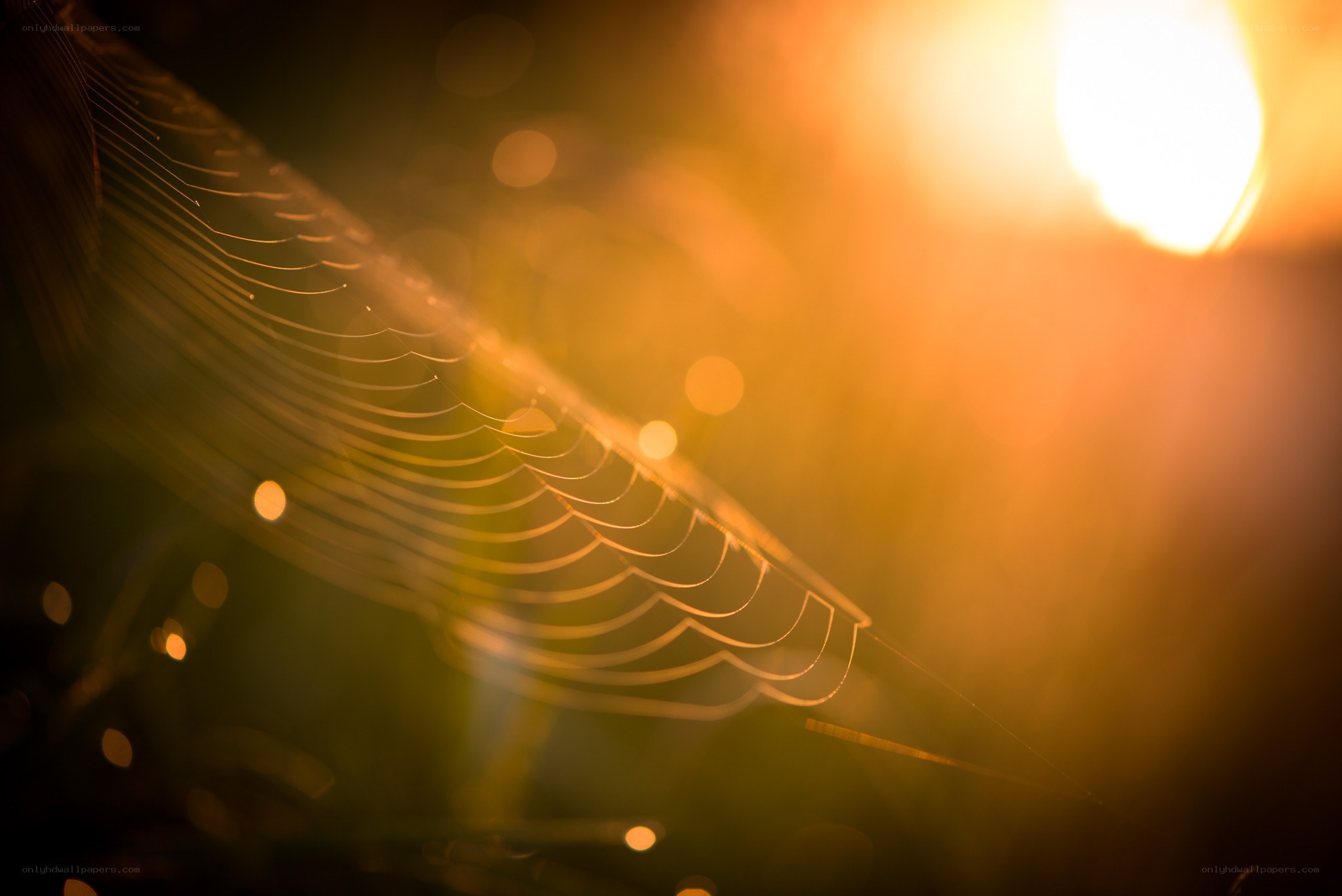 spider web in golden light