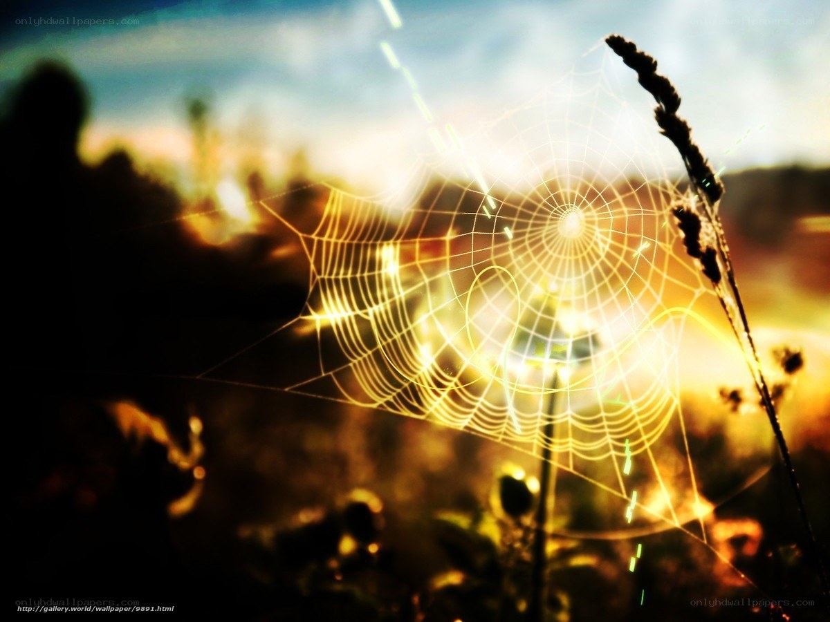 Spider web in golden light