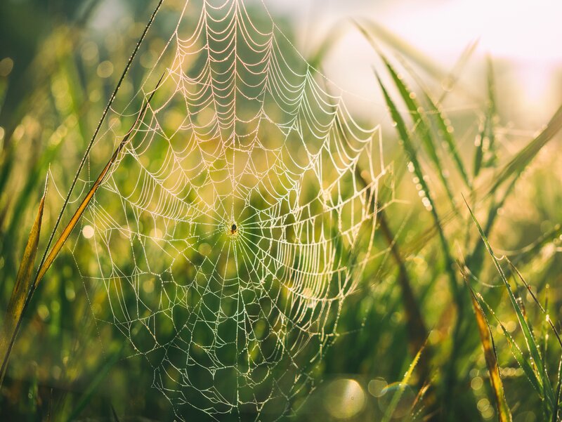 Spider Web in Grass
