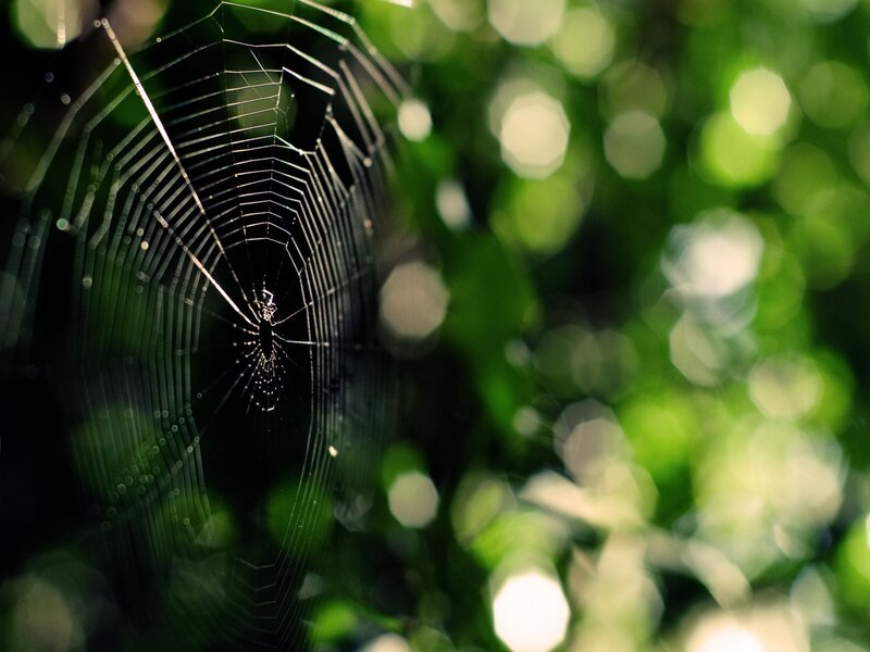 Spider web in green foliage
