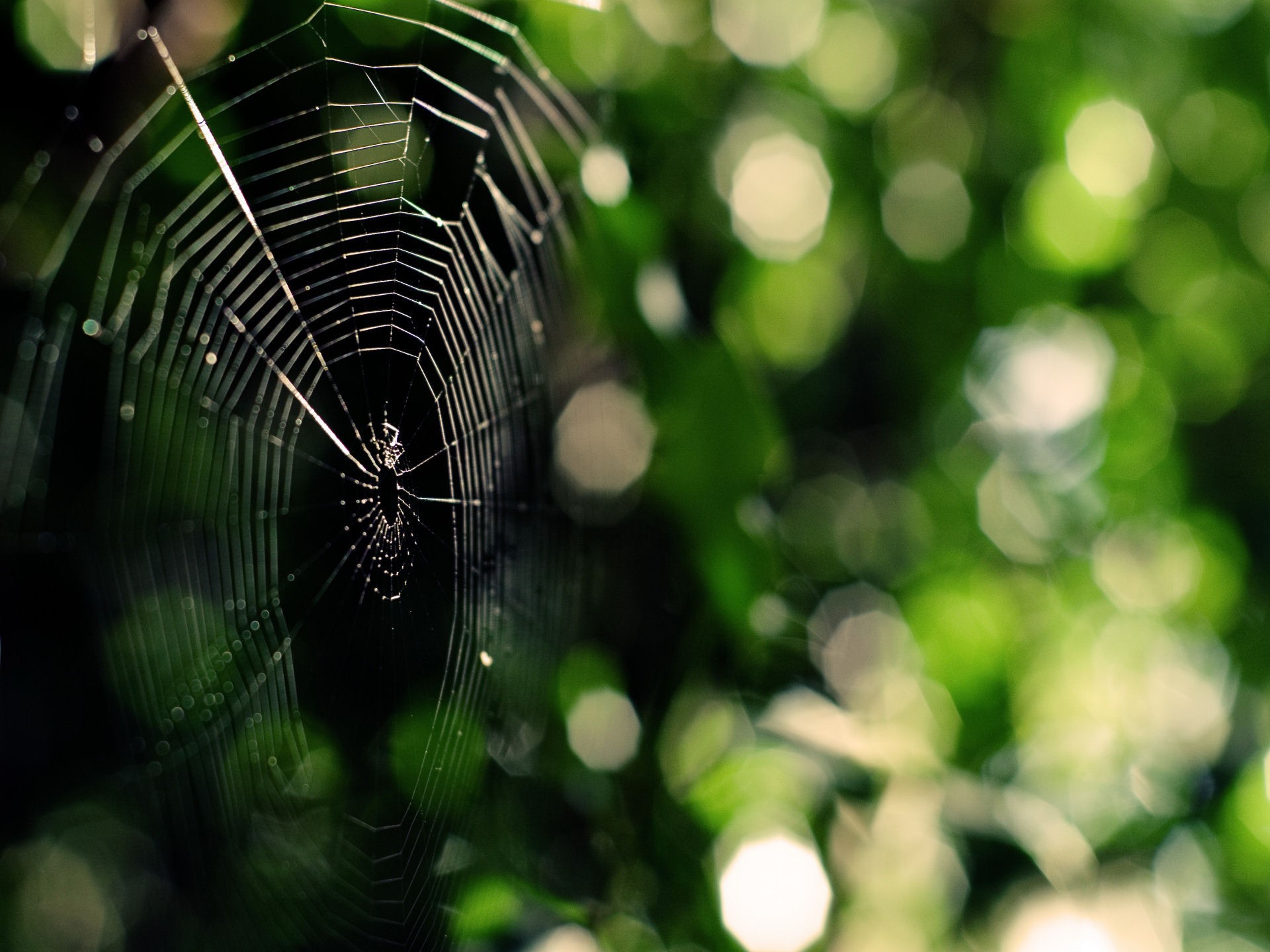 Spider web in green foliage
