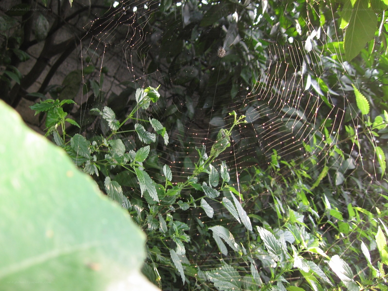 spider web in green foliage