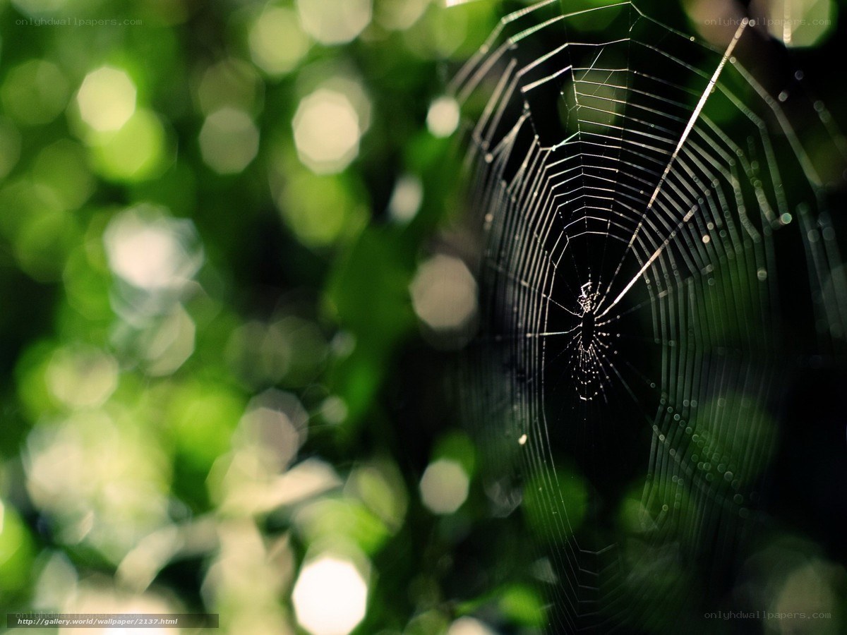 Spider web in green foliage