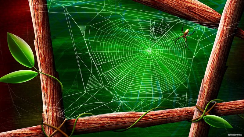 Spider web in green forest