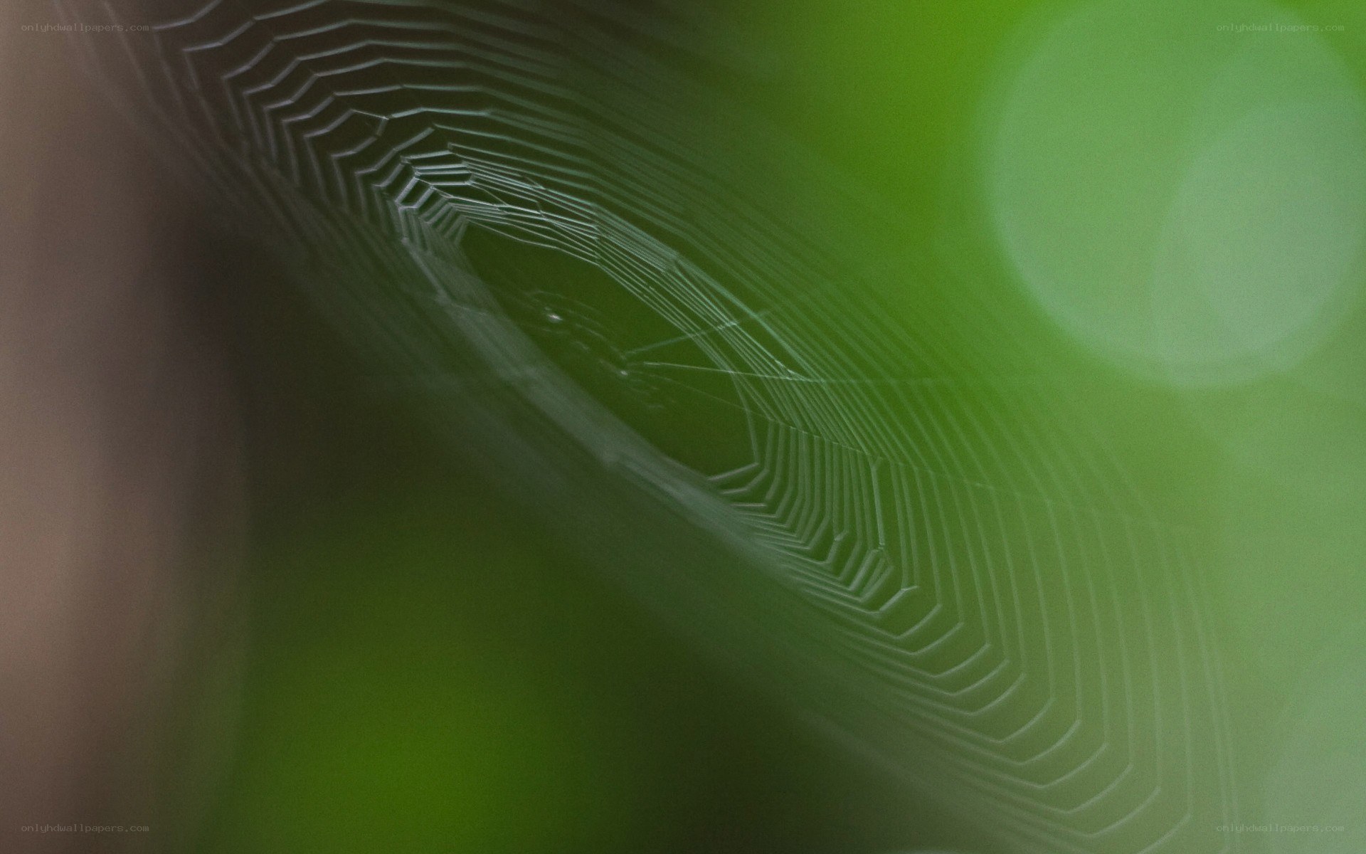 Spider web in green light