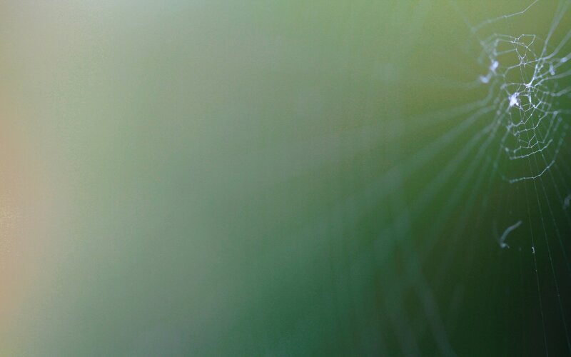 spider web in green light
