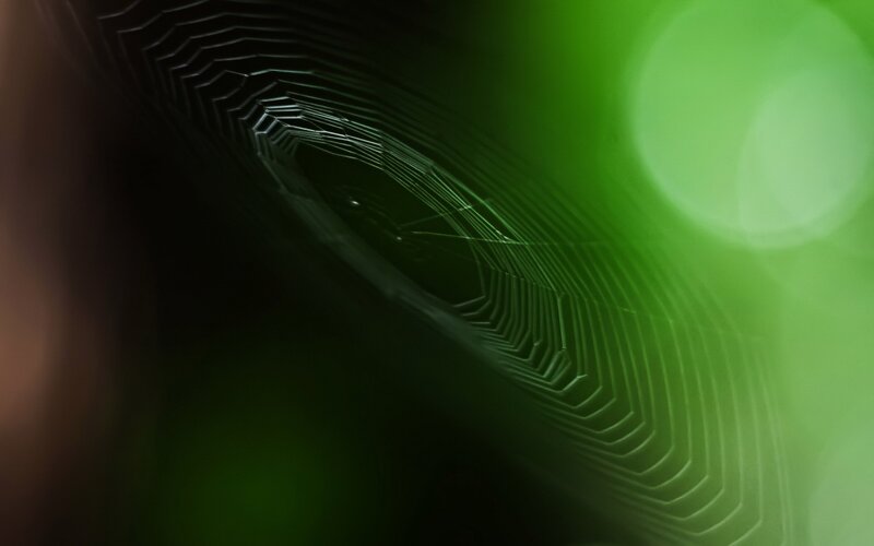 Spider Web in Green Light — Serene
