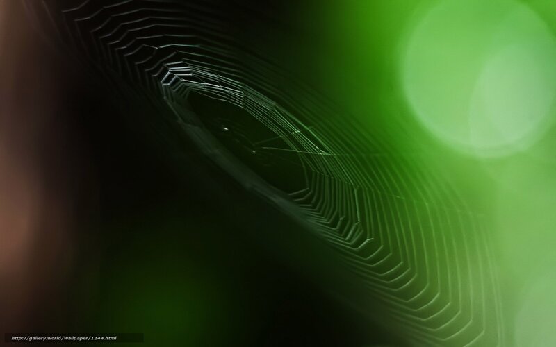 Spider web in green light