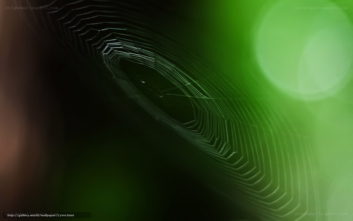 Spider web in green light