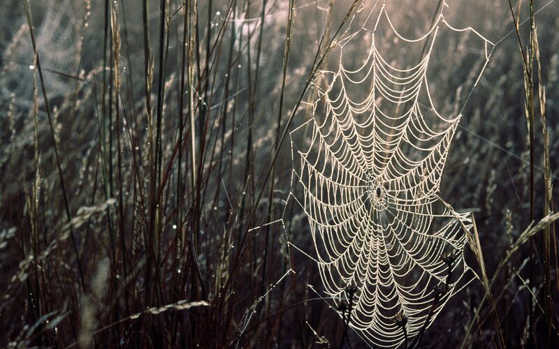 Spider web in morning dew