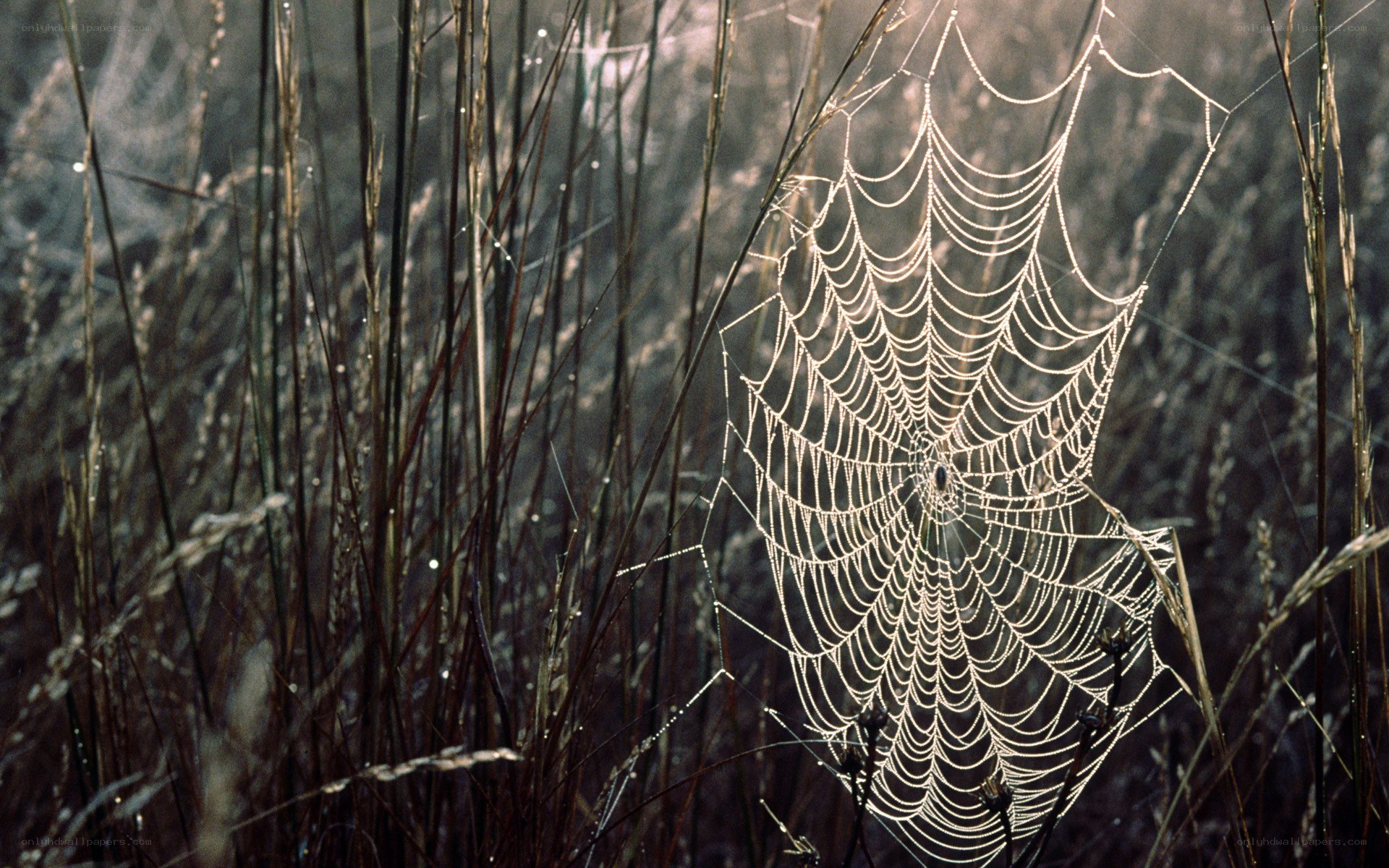 Spider web in morning dew