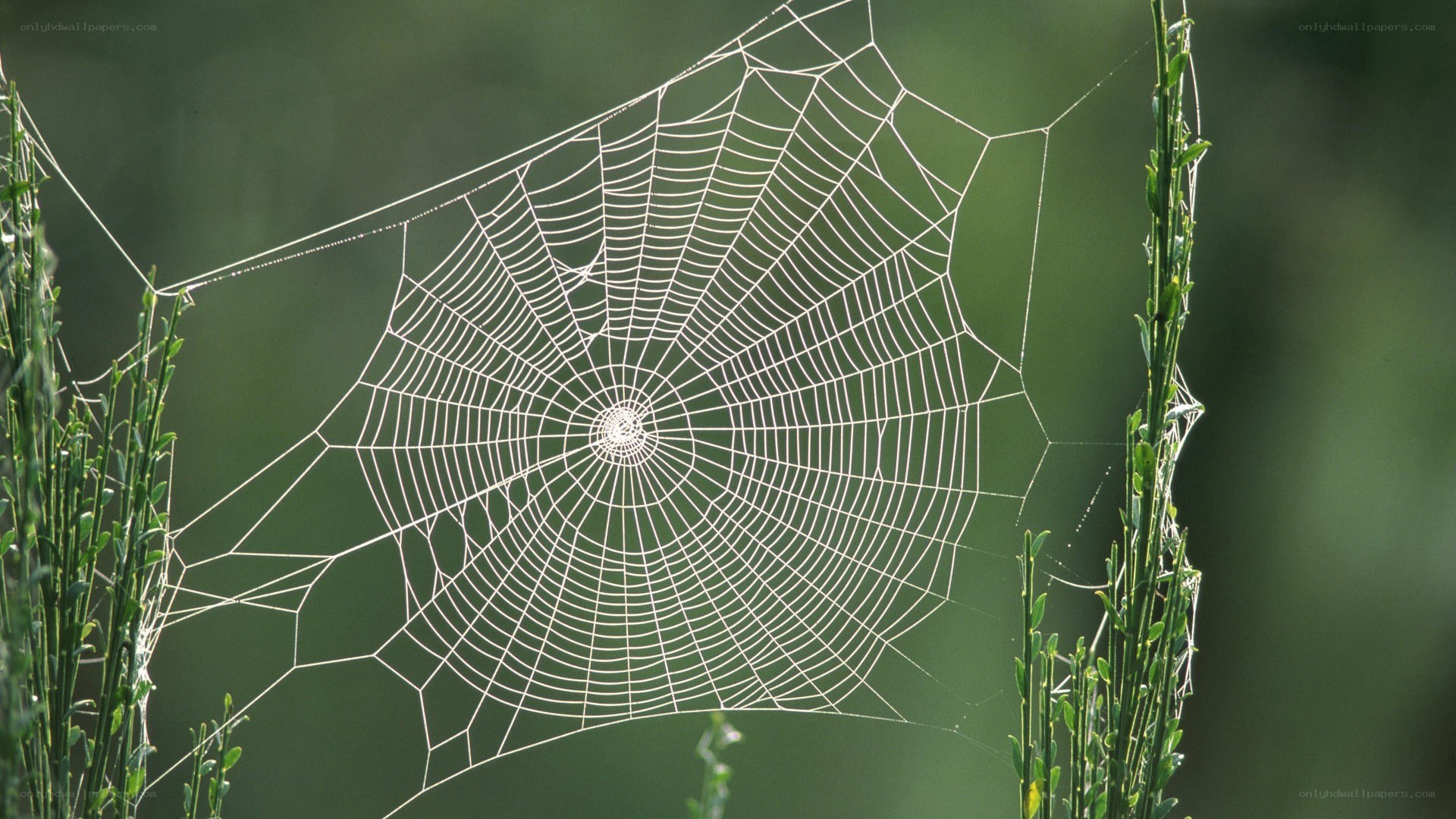spider web in morning light