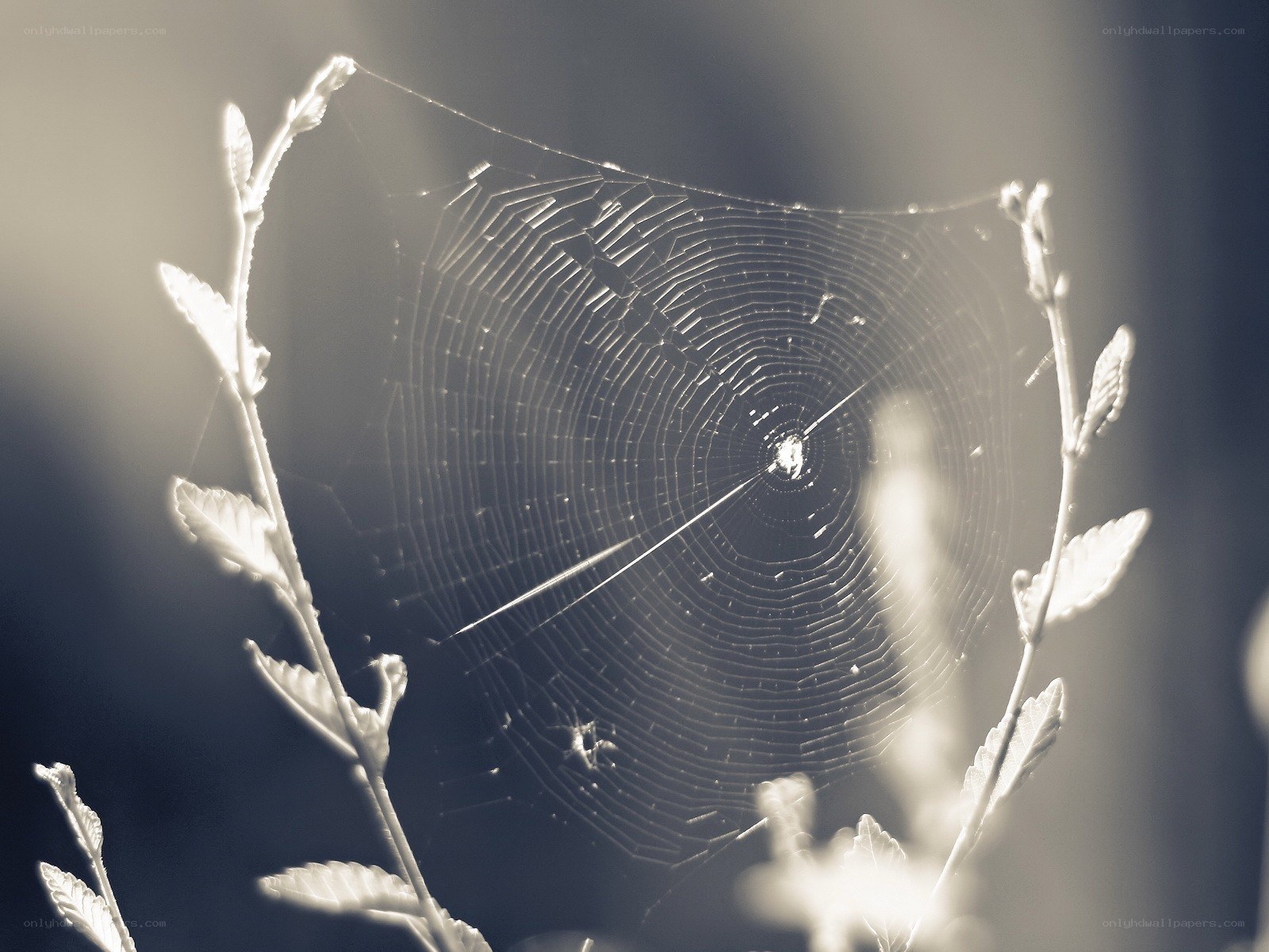 Spider web in morning light