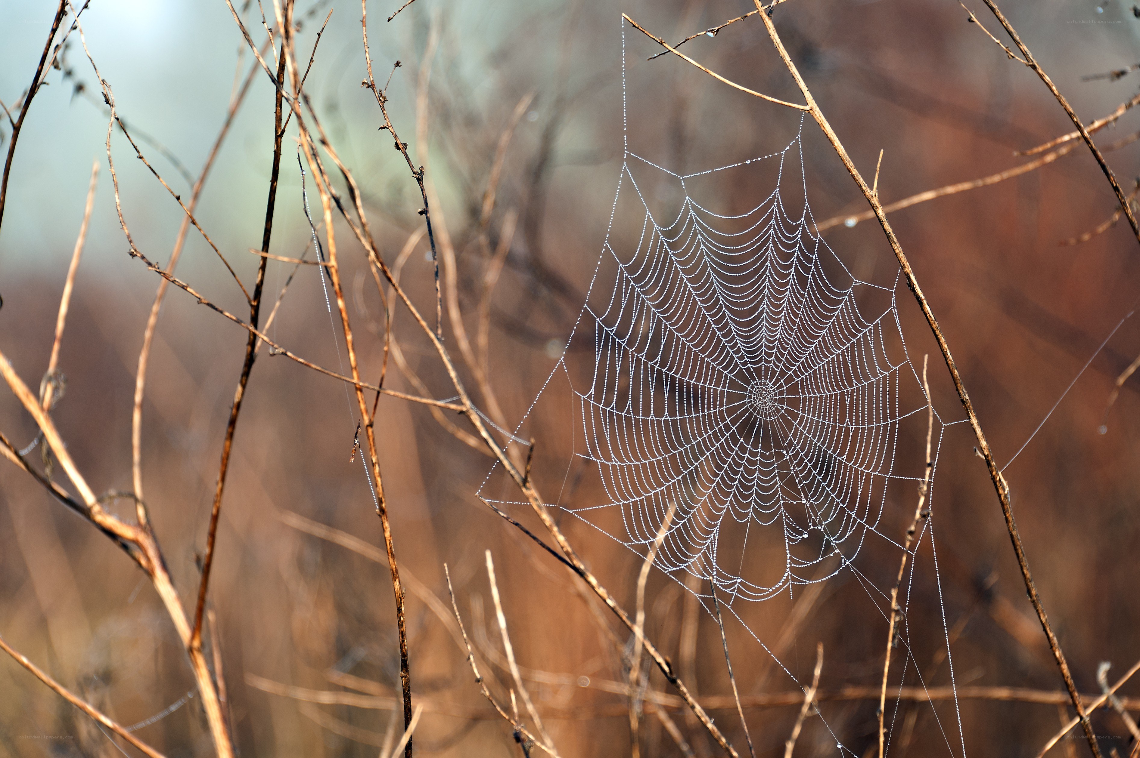 Spider web in morning light