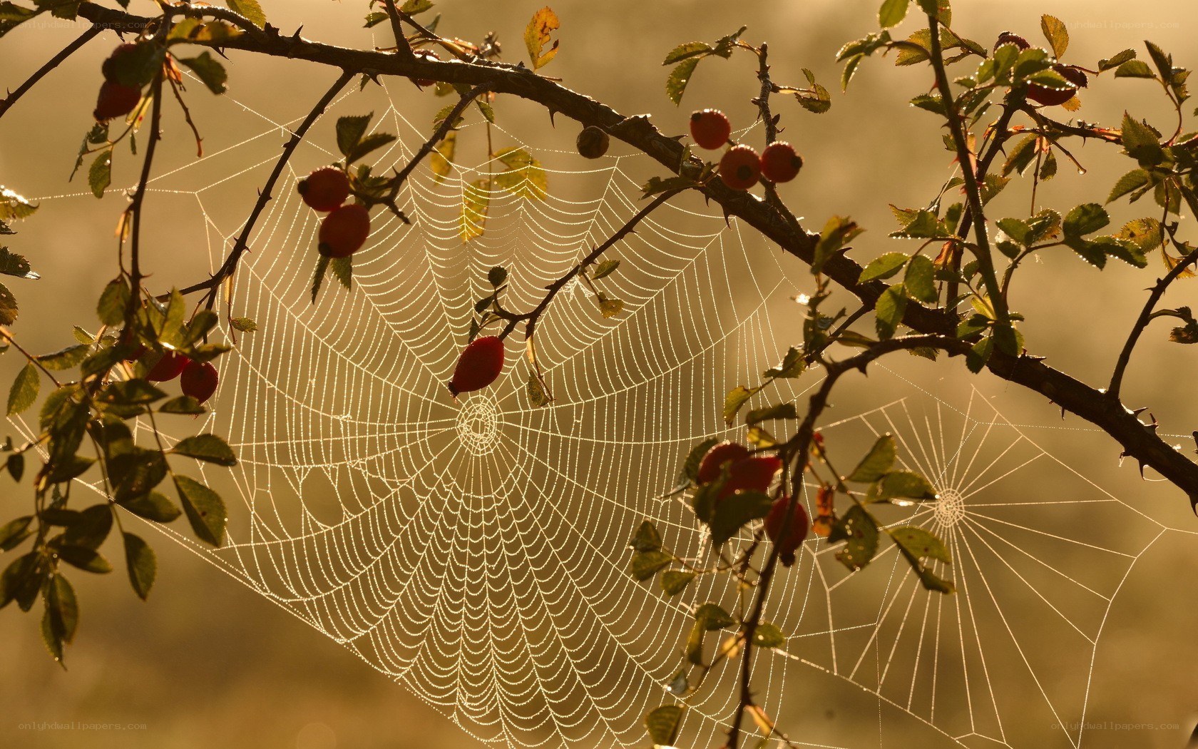 Spider web in morning light
