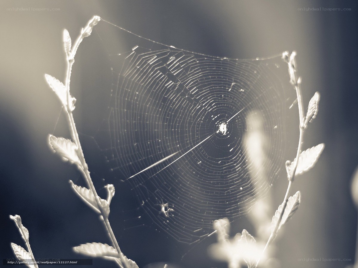 Spider web in morning light