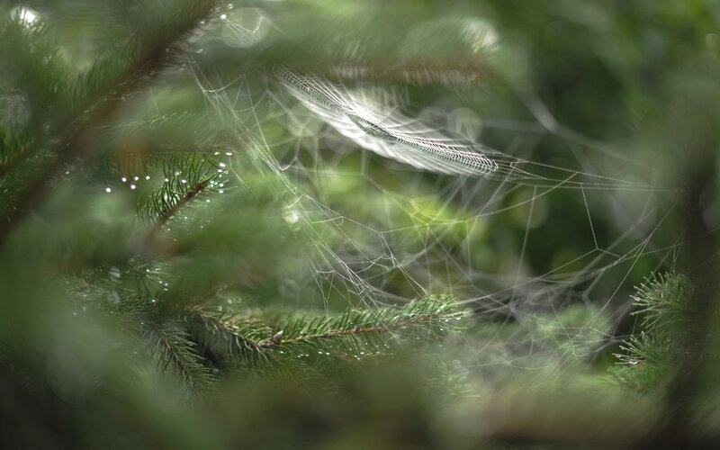 Spider web in pine branches