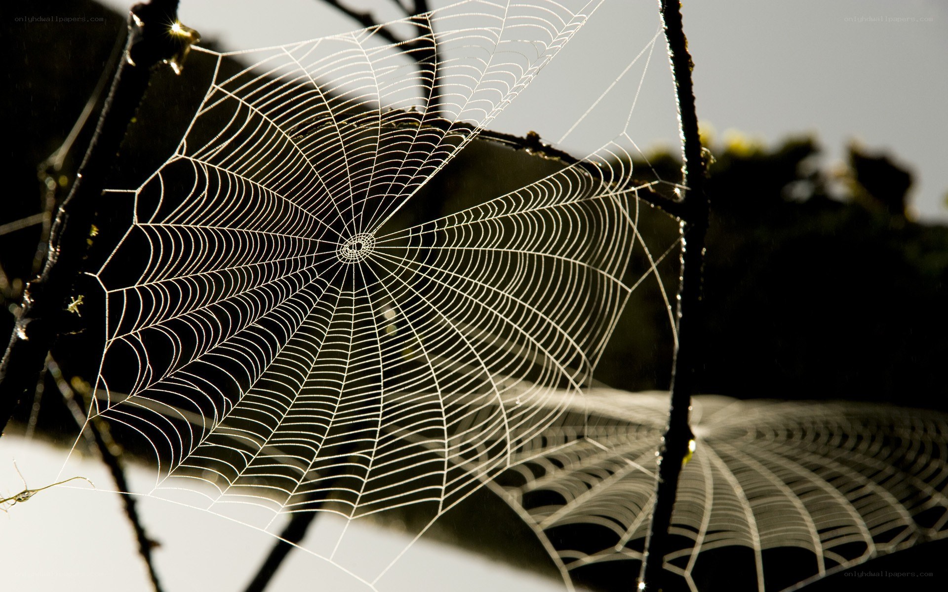 Spider web in sunlight