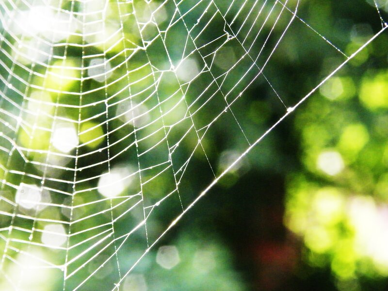 Spider web in sunlight