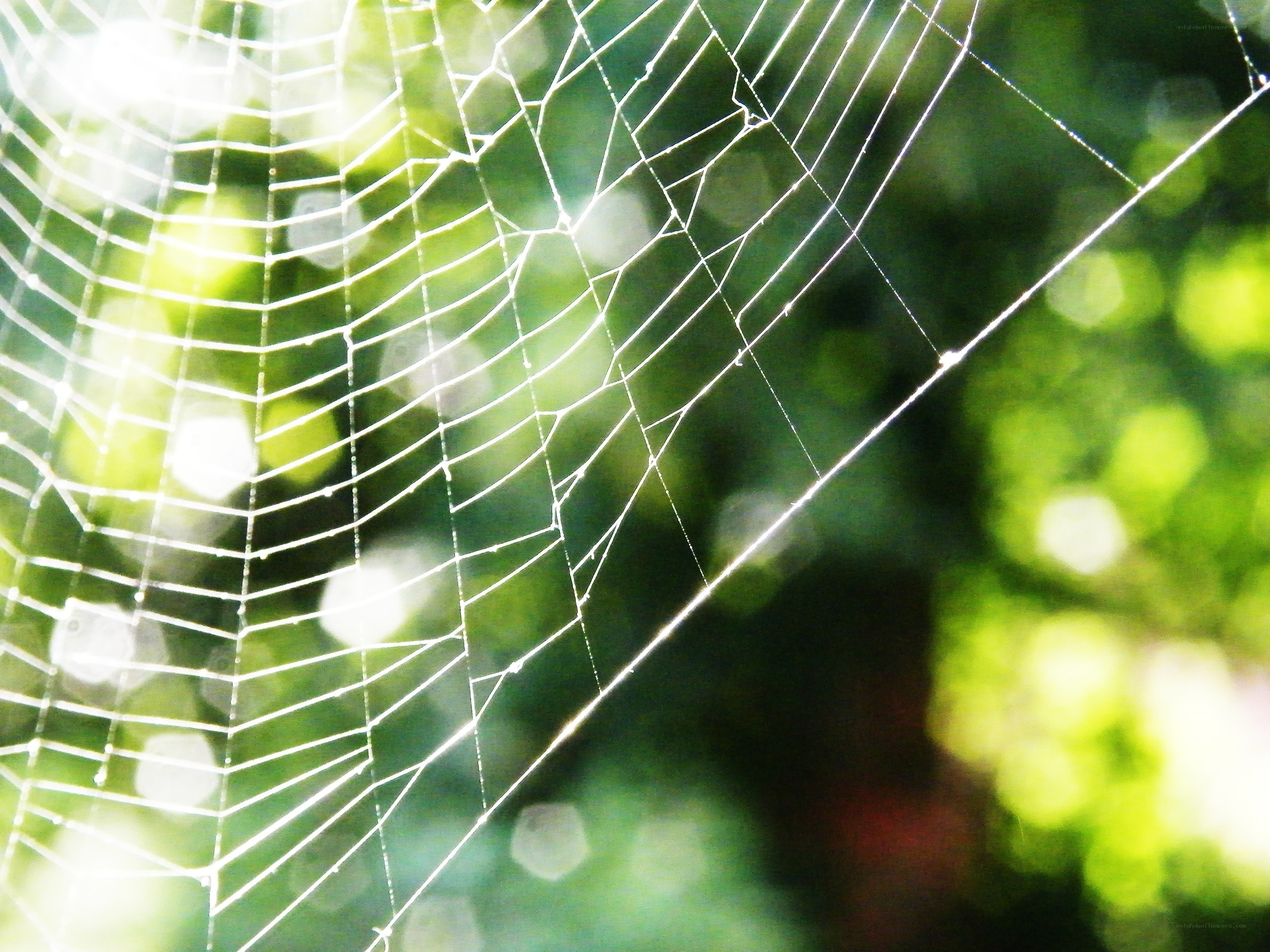 Spider web in sunlight