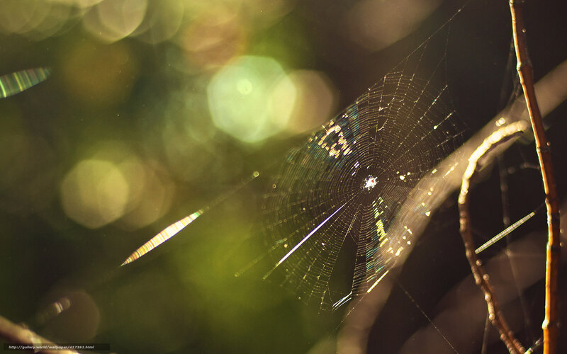 Spider web in sunlight