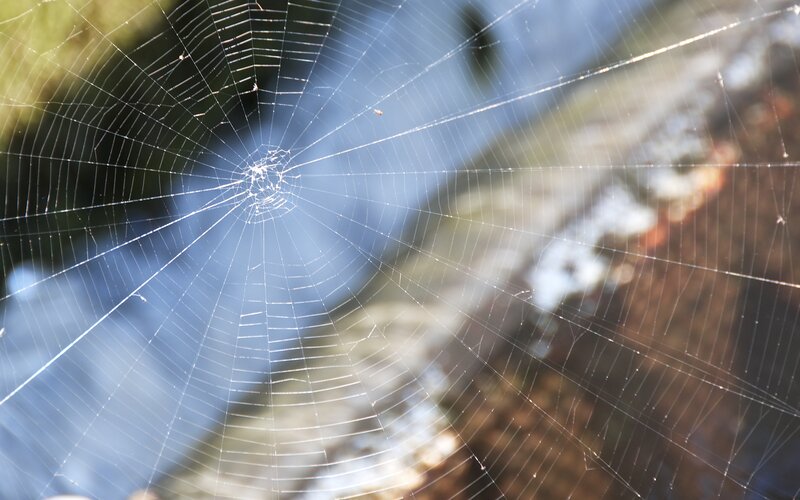 Spider Web in Sunlight — White