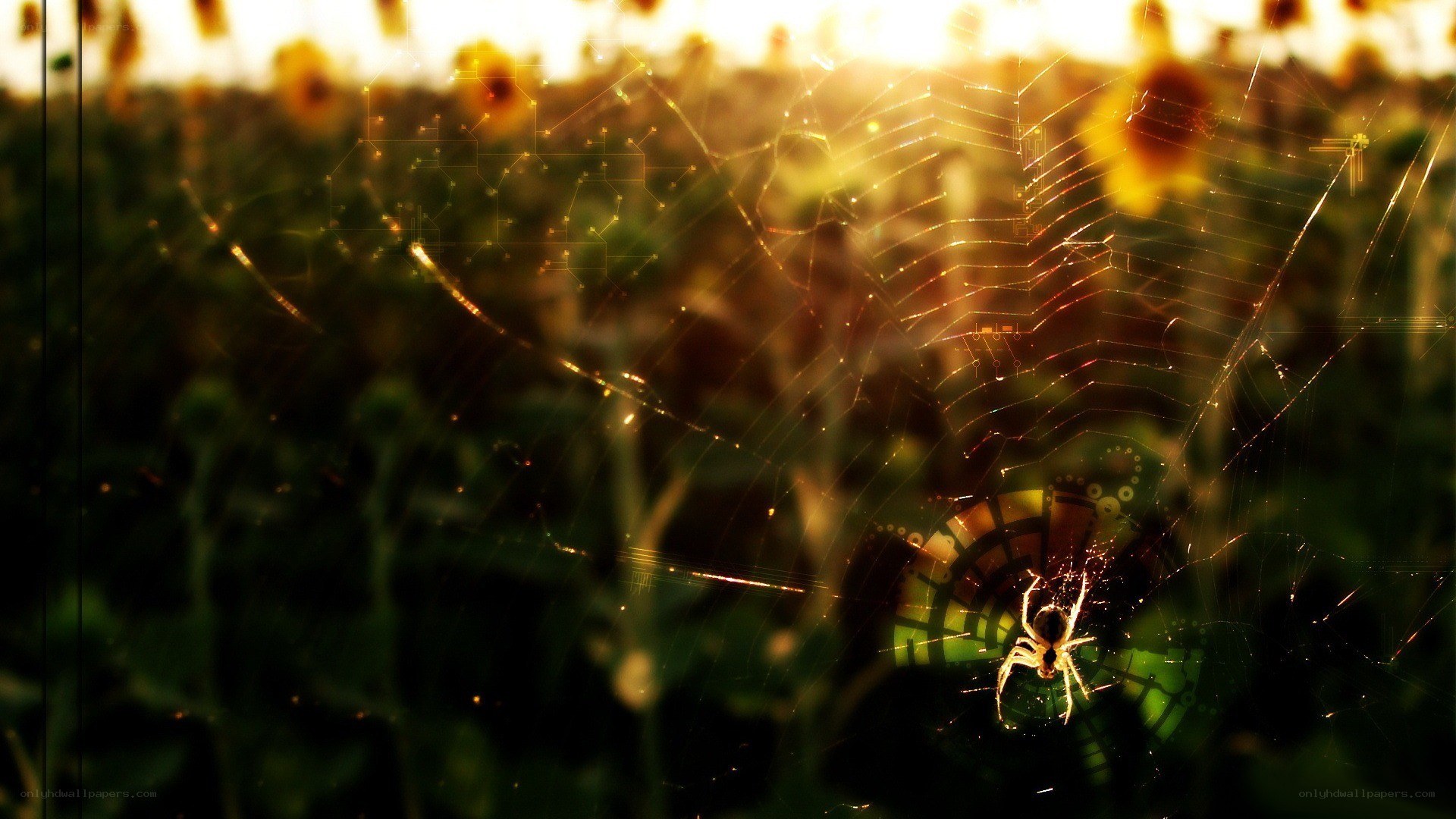 spider web in sunlit field