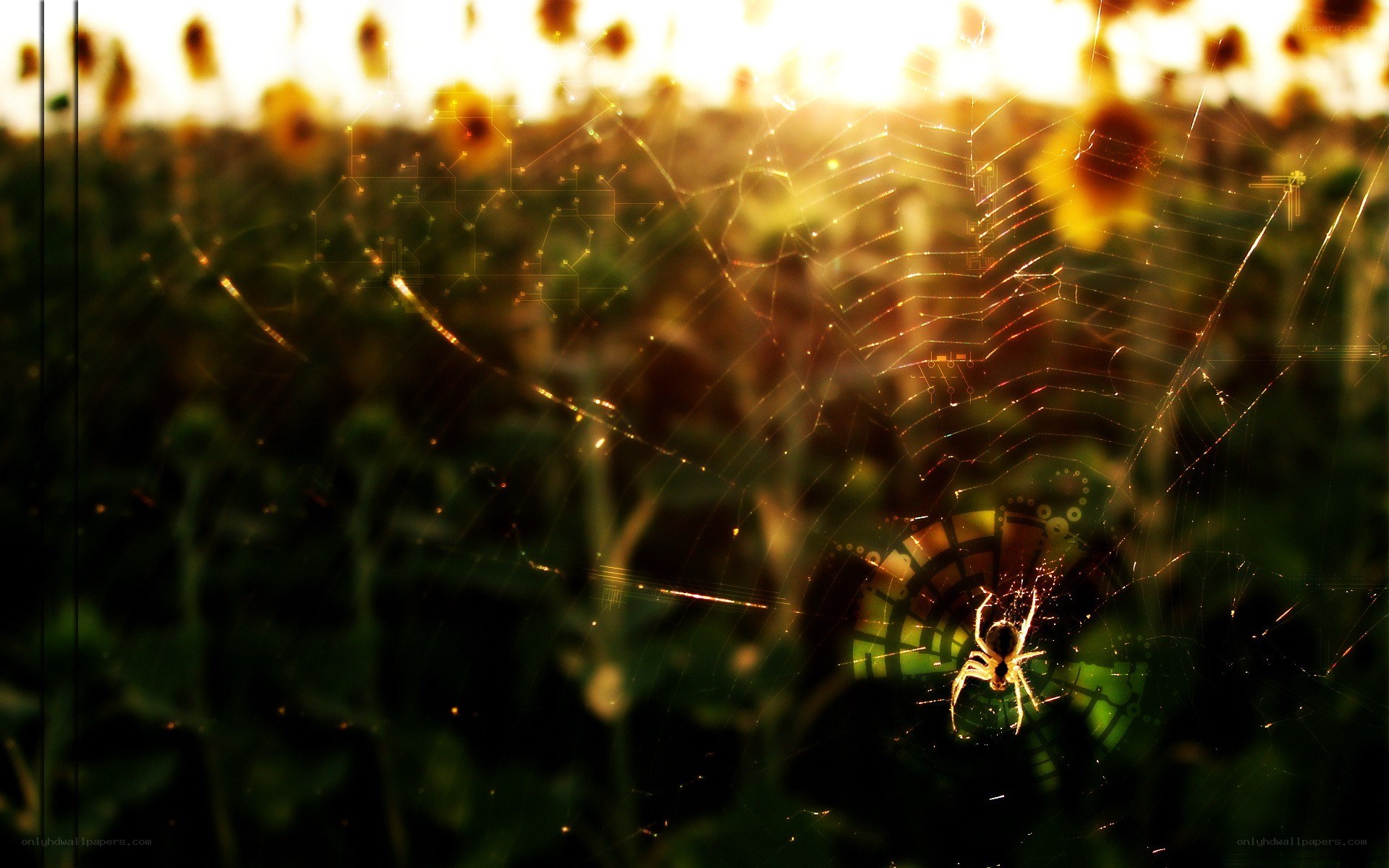 spider web in sunlit field