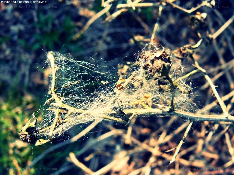 Spider web on a branch