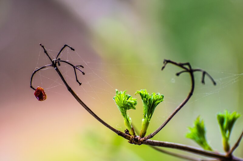 Spider web on a branch